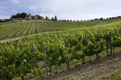 Le vigne di Castello di Meleto