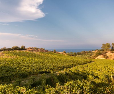 Le vigne dell'azienda Librandi