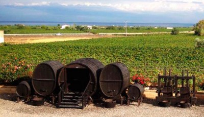 Le vigne di Tenuta Iuzzolini