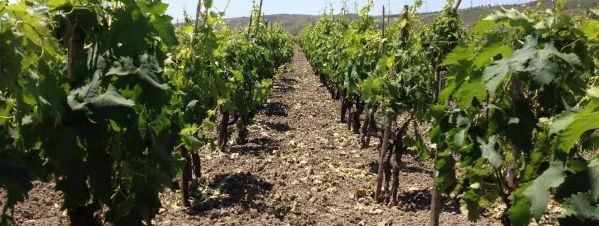 Le vigne dell'azienda Sergio Arcuri