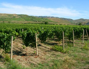 Le vigne dell'azienda Scala