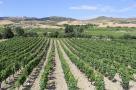 le vigne dell'azienda Caparra & Siciliani