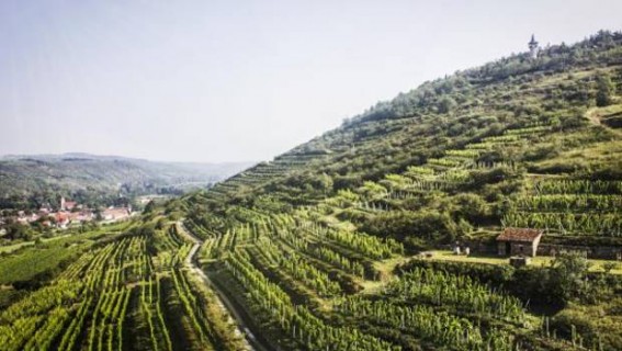 Le vigne di Klevener de Heiligenstein