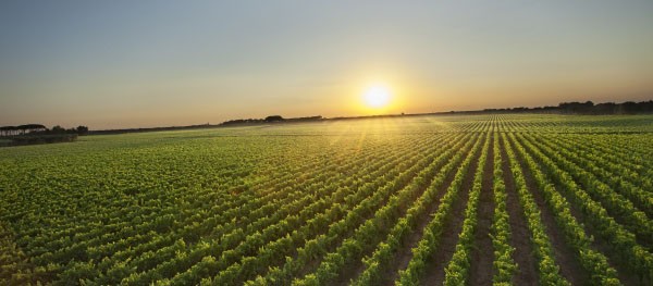 Le vigne di Cantina Due Palme