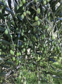 Gli olivi dell'azienda Paolo Cassini