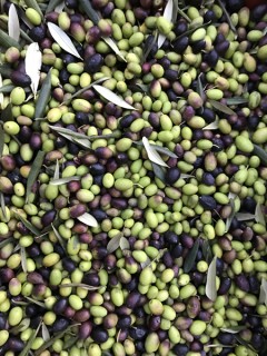 Le olive dell'azienda Paolo Cassini