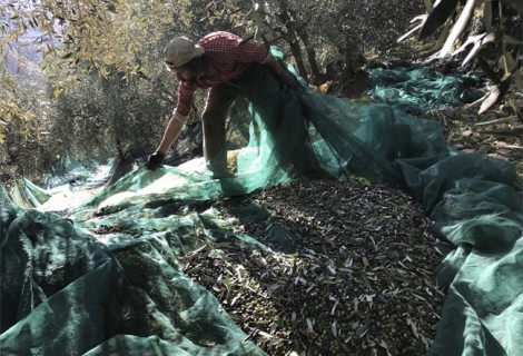 La raccolta delle olive dell'azienda Paolo Cassini