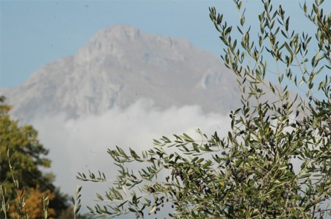 Il panorama degli ulivi con il Monte Toraggio