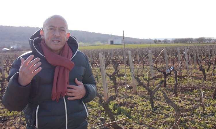 L'enologo e agronomo Mourad Ouada in vigna