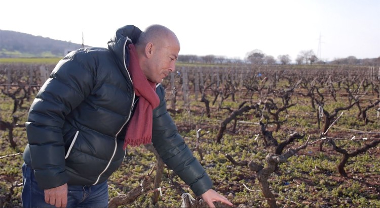 L'enologo e agronomo Mourad Ouada in vigna