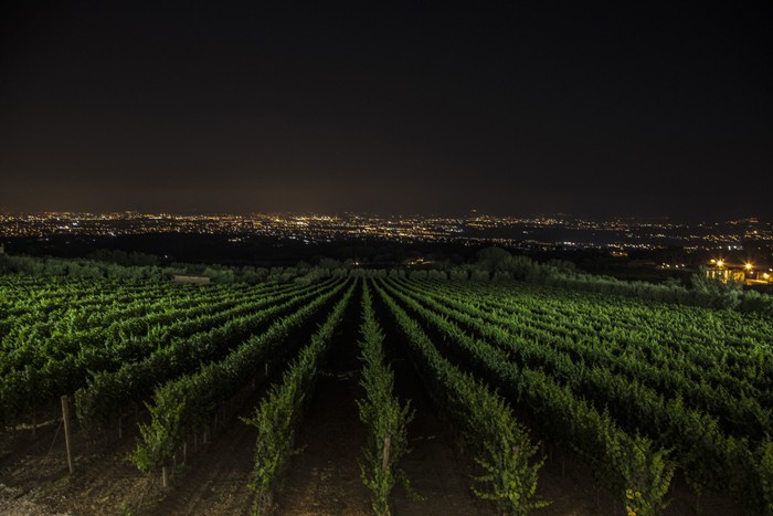 Le vigne dell'azienda Poggio Le Volpi