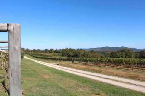 I vigneti dell'azienda Pomario