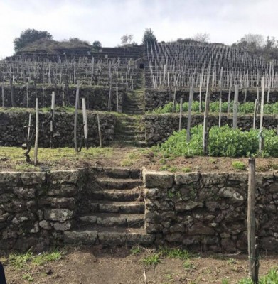 I vigneti dell'Etna