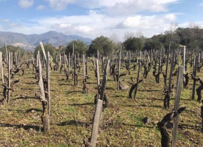 Le vigne sull'Etna