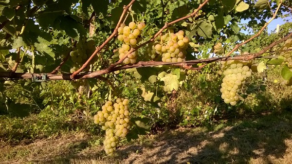 Le vigne delle Cantine Accadia