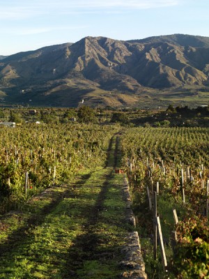 I vigneti di Palmento Costanzo