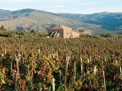 L'azienda Palmento Costanzo