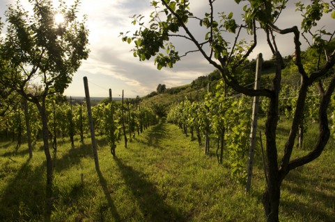 Le vigne dell'azienda Defilippi Fabbio - i Gessi