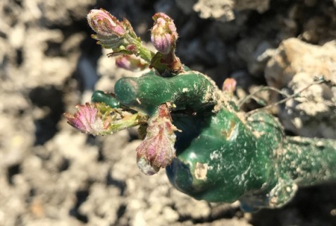 Le barbatelle delle vigne dell'azienda defilippi Fabbio - i Gessi