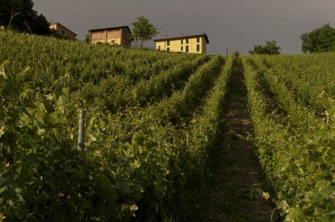 L'azienda Defilippi Fabbio - i Gessi