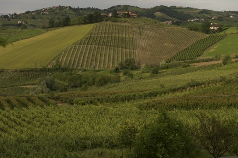 Le vigne dell'azienda Defilippi Fabbio - i Gessi