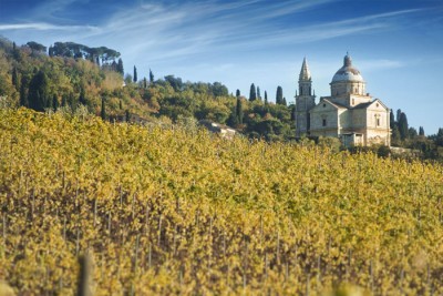 I vigneti dell'azienda Le Bertille