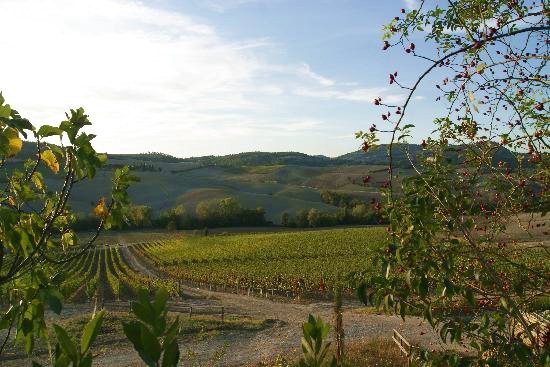 Le vigne dei poderi Le Bertille e Casella