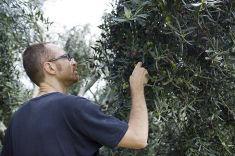 Cosmo di Russo tra i suoi oliveti