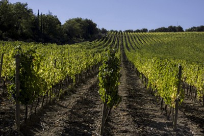 Le vigne dell'azienda Carpineto