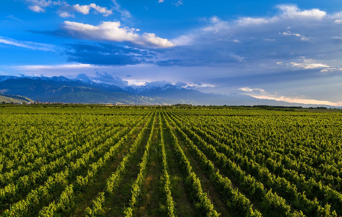 vigne Arba Wine - Kazakistan