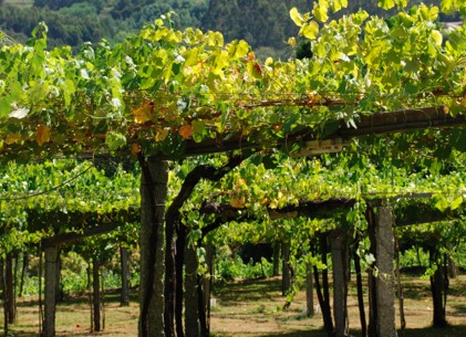 Lo spagnolo dell’Albariño