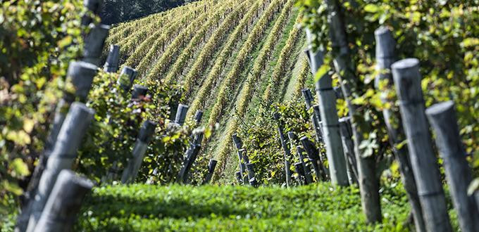 Le vigne di Gravner