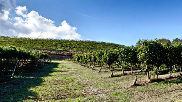 La cantina Monte Zovo