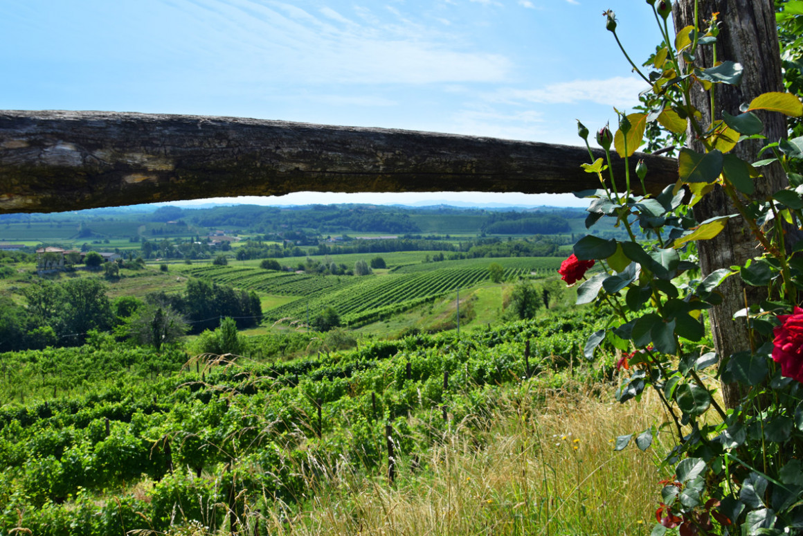 Colli Orientali del Friuli