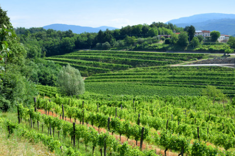 Zona di produzione dello Schioppettino, vitigno già coltivato in questa zona dal XIII secolo e conosciuto come Ribolla Nera (o Pocalza, in lingua slava)