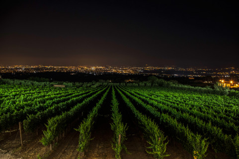 Le vigne Poggio Le Volpi