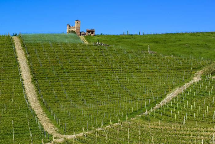 Vigna Rionda di Serralunga d'Alba di Oddero