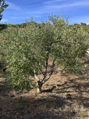 L'Olio del Priorat