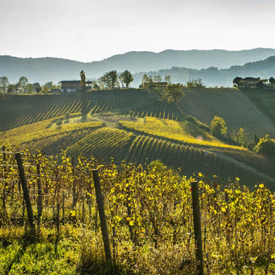 I vigneti dell'azienda Cominium