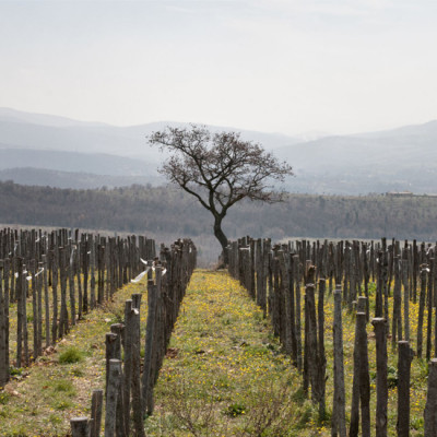 I vigneti di San Giovenale