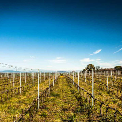 I vigneti di Muscari Tomajoli