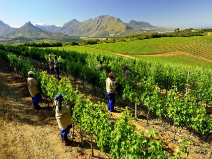 alcune vigne in Sud Africa