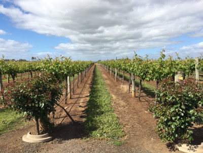 Australia: Coonawarra e Cabernet Sauvignon, una vecchia relazione