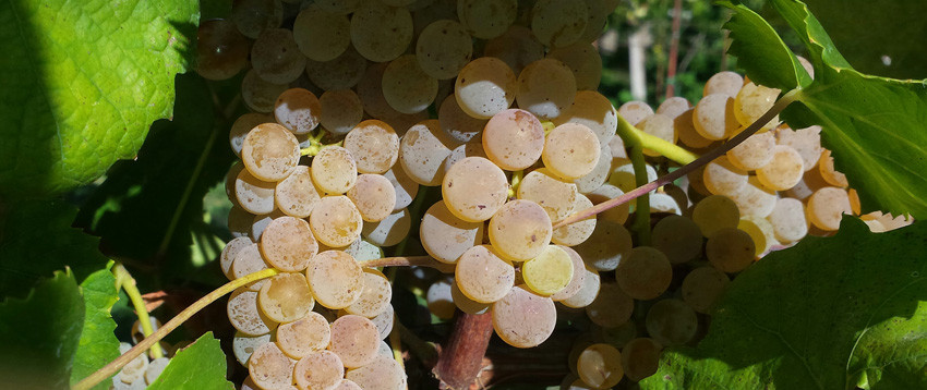 Viaggio in Irpinia tra i vigneti di Torrioni