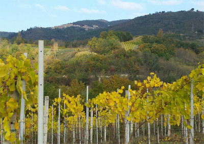 Viaggio in Irpinia tra i vigneti di Torrioni.