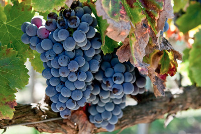 Grenache a confronto Grenache a confronto