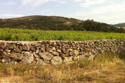 Grenache a confronto / Azienda Montisci Grenache a confronto / Azienda Montisci