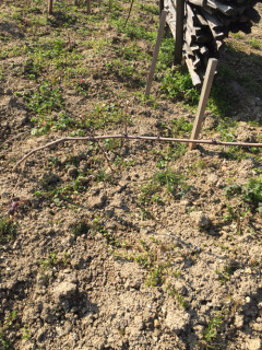 Bollinger Vieilles Vignes Françaises