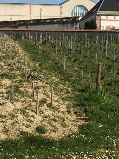 Bollinger Vieilles Vignes Françaises Bollinger Vieilles Vignes Françaises