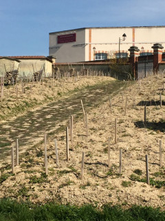 Bollinger Vieilles Vignes Françaises